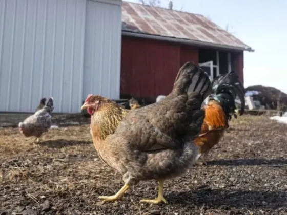 El Senasa detectó casos positivos de gripe aviar en una casa con 40 gallinas
