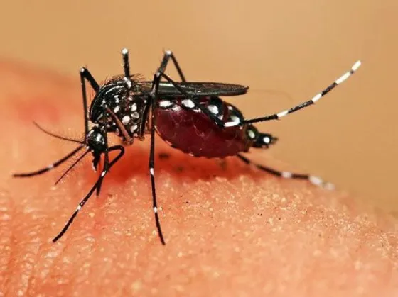 Se detectaron 33 nuevos casos de dengue en Salta