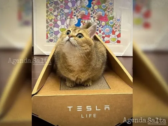 Elon Musk lanza una cama para gatos que promete convertirse en un objeto de culto