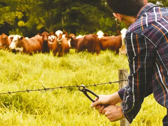 Empresa salteña denunció a su empleado por el robó de cinco animales