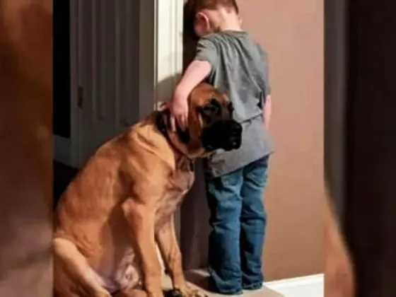 La historia viral del perro que acompañó a un nene castigado contra la pared