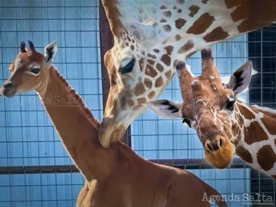Sorpresa por una rara jirafa sin manchas nacida en un zoo privado