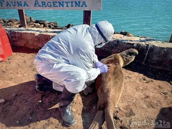 Brote de gripe aviar: alarma por la muerte masiva de lobos marinos