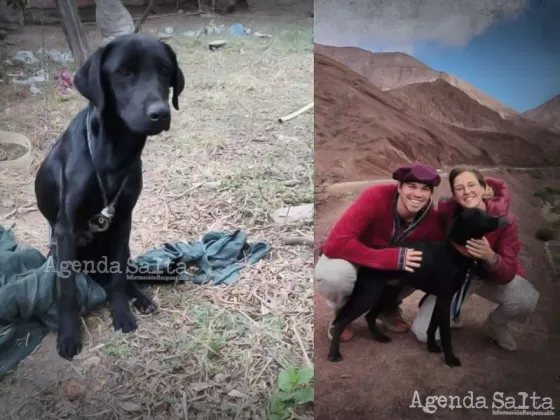 Rocco, el perrito salteño adoptado por una pareja alemana, se nos va a vivir a Frankfurt