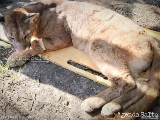 PÁNICO: Un puma se metió en un casa de un barrio de Palpalá