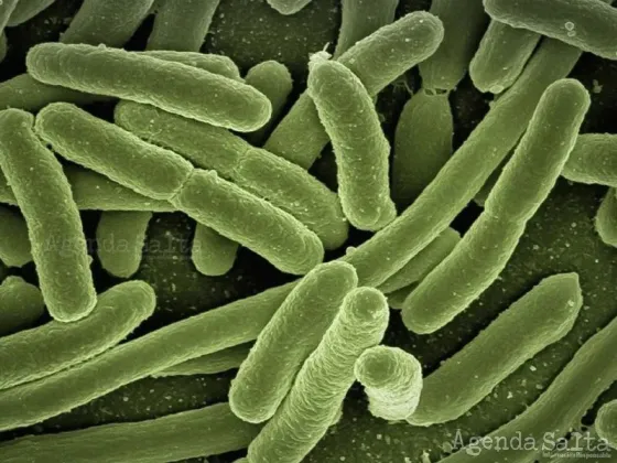 Crearon bacterias capaces de encontrar tumores y eliminarlos