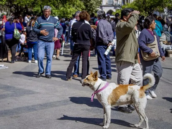 Milagro 2023: hay 13 perros peregrinos abandonados