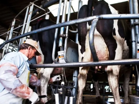 El gobierno anuncio la quita de retenciones al sector lácteo durante 90 días