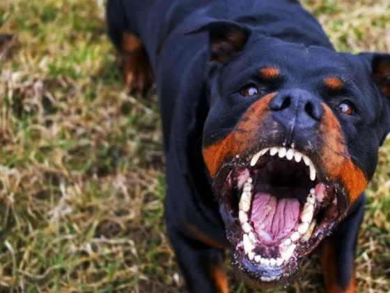 Un rottweiller atacó a una bebé de un año y cinco meses y lo dejó en grave estado