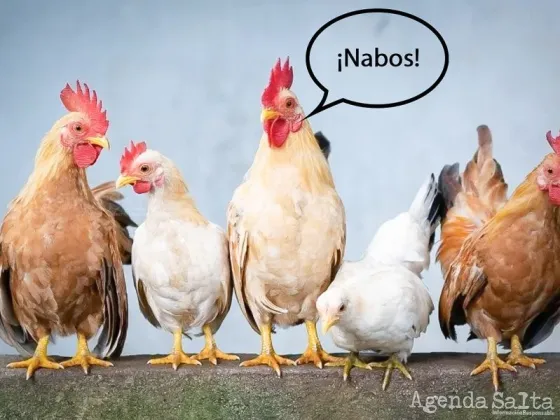 Utilizan inteligencia artificial para entender lo que dicen las gallinas