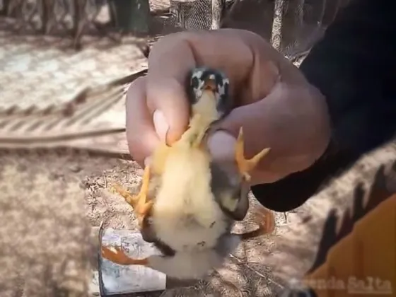 En Salta nació un pollito con cuatro patas