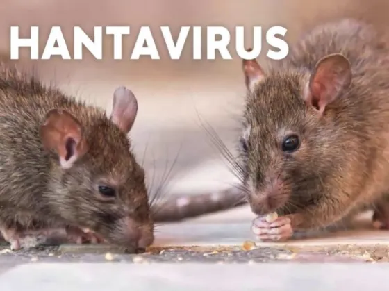 Salud Pública recuerda medidas para prevenir infección por hantavirus