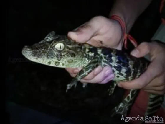 Atraparon una cría de Yacaré en las aguas de dique El Tunal