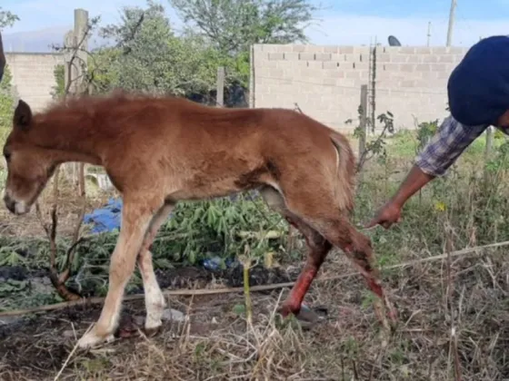Preocupación de vecinos: Jauría casi mata a un potrillo en Metán