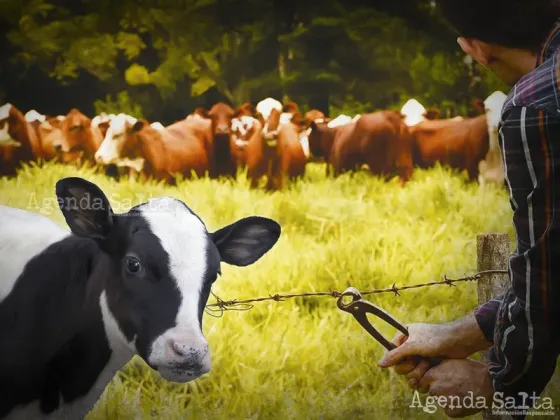 Robaron un ternero con rabia, lo faenaron y vendieron la carne: ahora todo un pueblo está en alerta