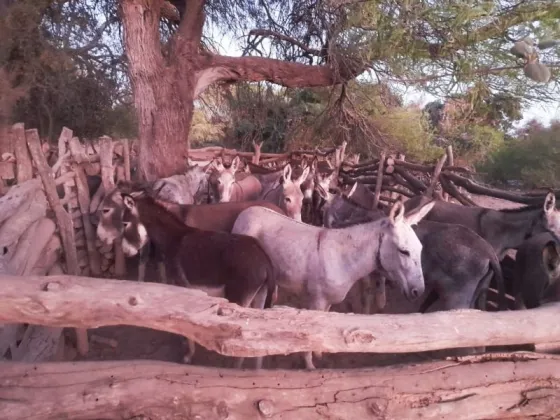 Tres salteños fueron detenidos por faenar burros