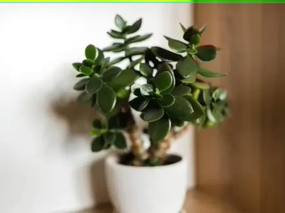 Dónde se debe colocar el “árbol de jade” para atraer prosperidad económica y energía