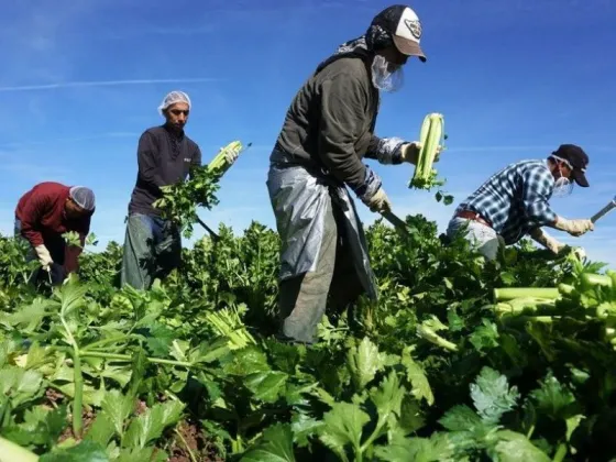 Preocupa la falta de mano de obra para el campo salteño