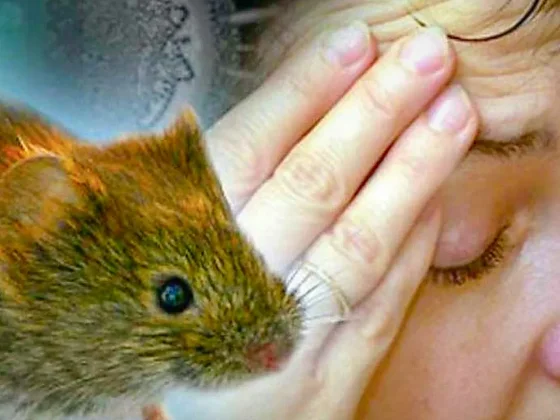 Se confirmaron 19 casos de Hantavirus en Salta