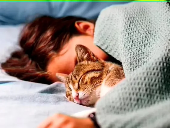 Estas son las ventajas de dormir en la cama con tu gato