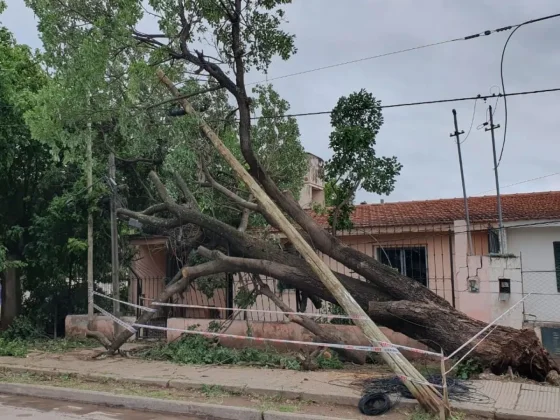 El municipio intervino por la caída de un árbol de gran porte en Villa Mitre