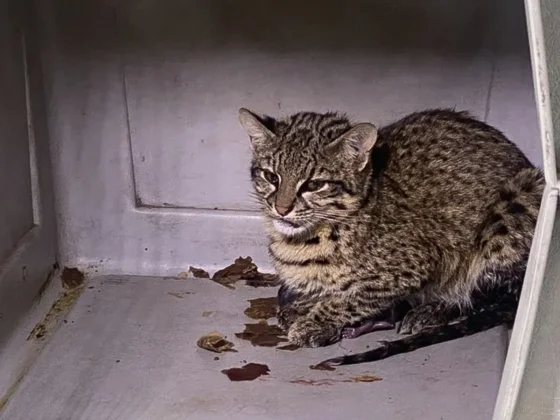 Salvan a una gata montés tras ser atropellada