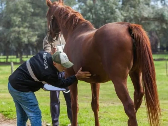 En Salta no se registran casos sospechosos de encefalomielitis equina