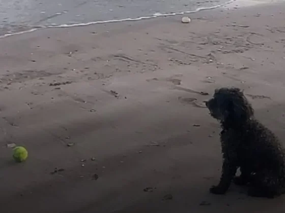 Un rottweiler atacó a un caniche y lo mató: la dueña huyó corriendo de la playa