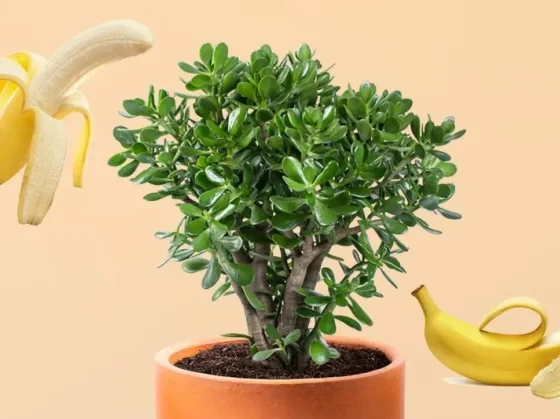 Así debes colocar la cáscara de banana en las hojas del árbol de Jade luzcan verdes