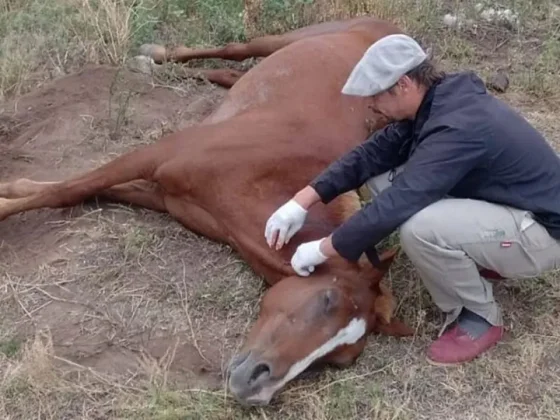 Se confirma un caso positivo de encefalomielitis equina en Salta