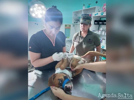 MALTRATO ANIMAL: Perro fue encontrado con un profundo corte en el cuello y buscan al responsable