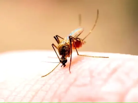 Estos son los mejores repelentes caseros para combatir los mosquitos
