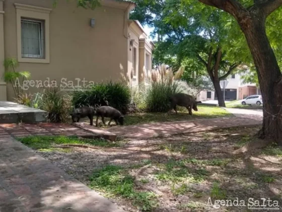 Los porcinos aparecieron hoy en los jardines de las casas de la Avenida del Liberador.