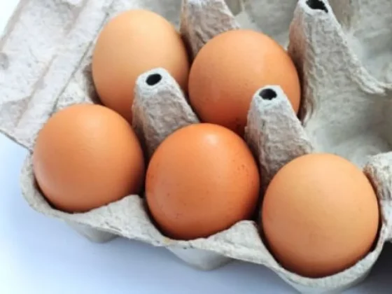 Pautas de cuidado para prevenir la infección por salmonelosis
