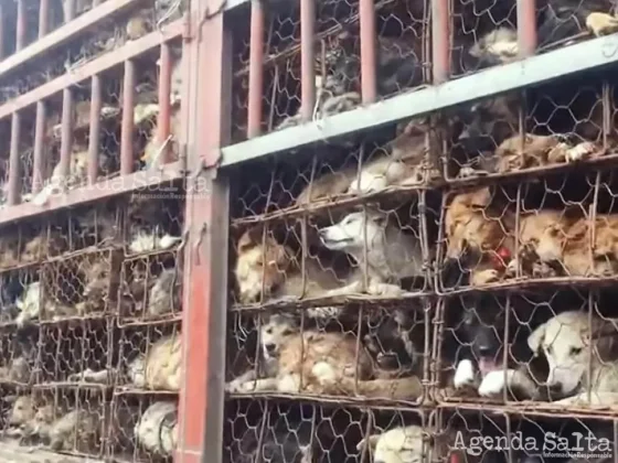 Se estima que unos 30 millones de perros son sacrificados cada año en Asia