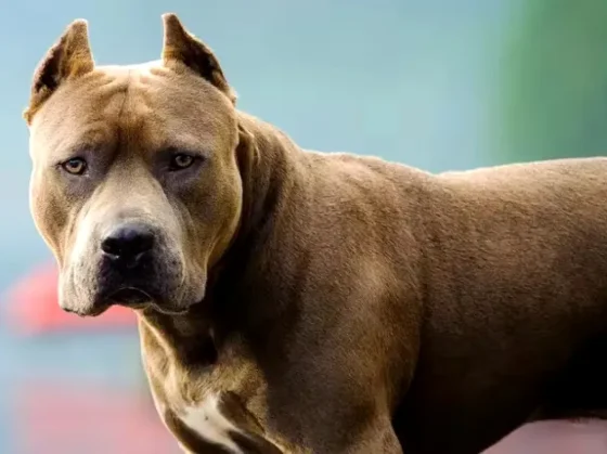 Una nena de tres años fue atacada por su perro pitbull y está internada en terapia intensiva La brutal agresión se dio