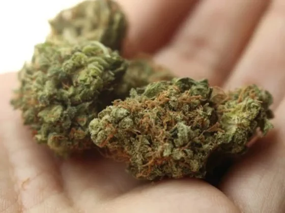 Salteños fueron imputados por transportar marihuana en un colectivo
