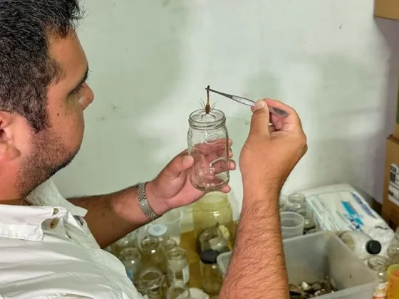Solicitan aportar alacranes vivos para elaboración de suero antiescorpiónico