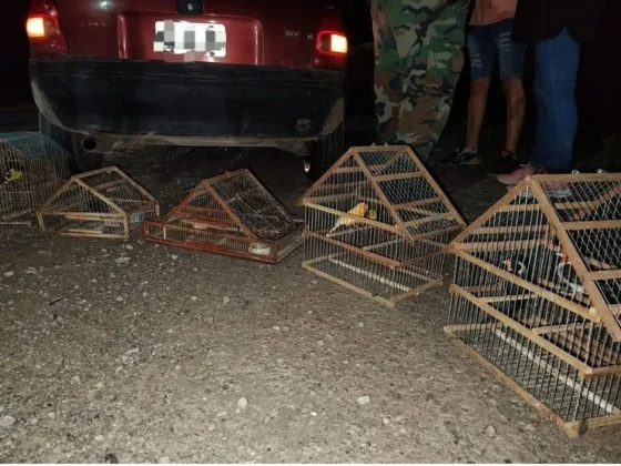 En un control vial la Policía secuestró aves silvestres