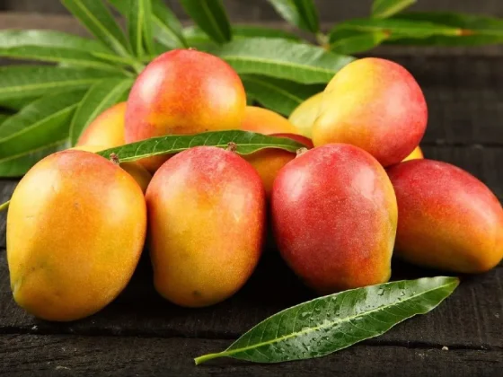 Productores salteños pierden toneladas de Mango por falta de mano de obra