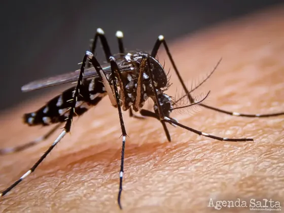 Aumentaron 60,5% los casos de dengue en una semana en el país: Salta entre las menos afectadas