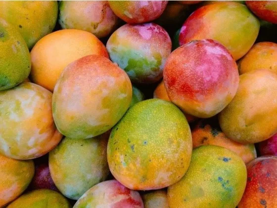 En SALTA tiran valiosísimos mangos porque no hay mano de obra para cosecharlos