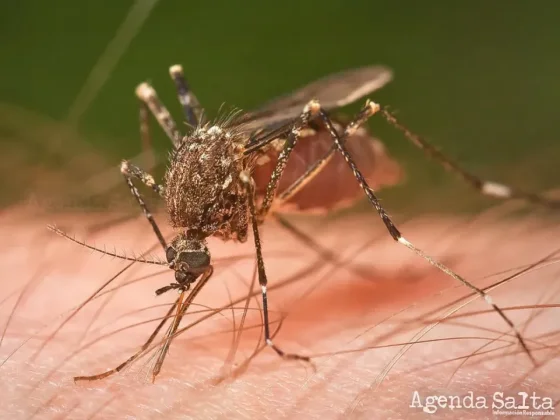 Ya se confirmaron 34 casos de dengue  y hay 564 sospechosos