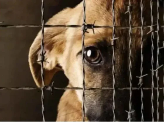 Detienen a salteño violento acusado de causar la muerte de dos perros