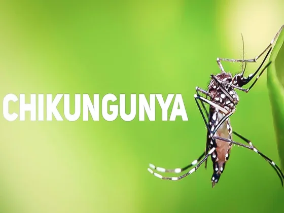 Confirman el primer caso de Chikungunya en Salta del 2024