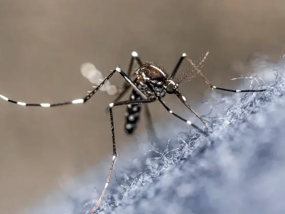 Brote de dengue en Argentina:  Salta y otras 13 provincias presentan "circulación viral"