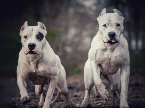 Terrible ataque de perros Dogos a un menor de 6 años en la feria Gauchito Gil