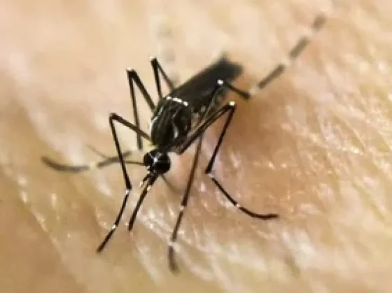 El dengue se expande hacia el sur de Salta debido al cambio climático