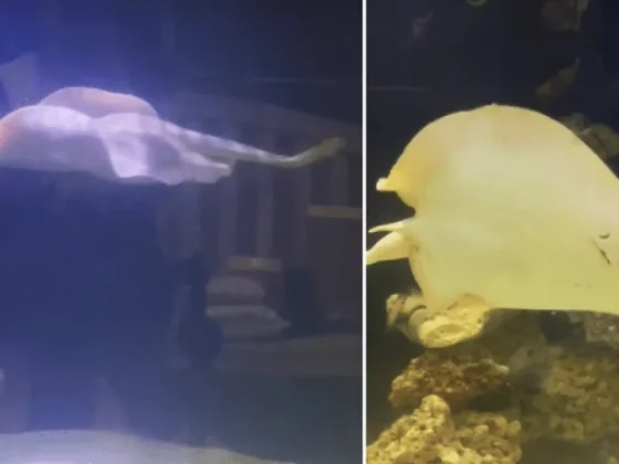 Escualo Chajá: Mantarraya queda embarazada en un acuario y se sospecha del tiburón