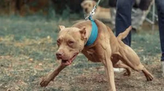 Brutal: una mujer en situación de calle murió tras ser atacada por tres perros pitbull
